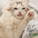 Caverna Antiestresse Gatíssimo