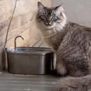 Fonte de Água de Aço Inoxidável: Hydrate Inox