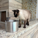 Fonte NP892 Inox 3 L com Janela: Gatíssimo Hydrate NP892