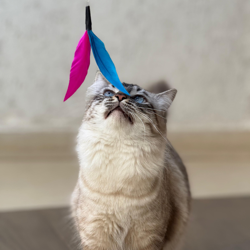 Varinha de Caça Interativa com Penas para Gatos