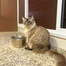 Fonte de Água de Aço Inoxidável: Hydrate Inox