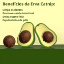 Abacate com Catnip para Gatos