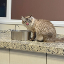 Fonte de Água de Aço Inoxidável: Hydrate Inox