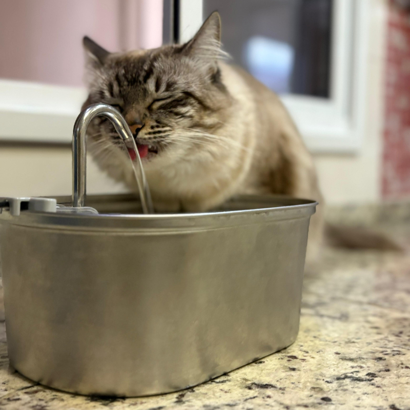 Fonte de Água de Aço Inoxidável: Hydrate Inox