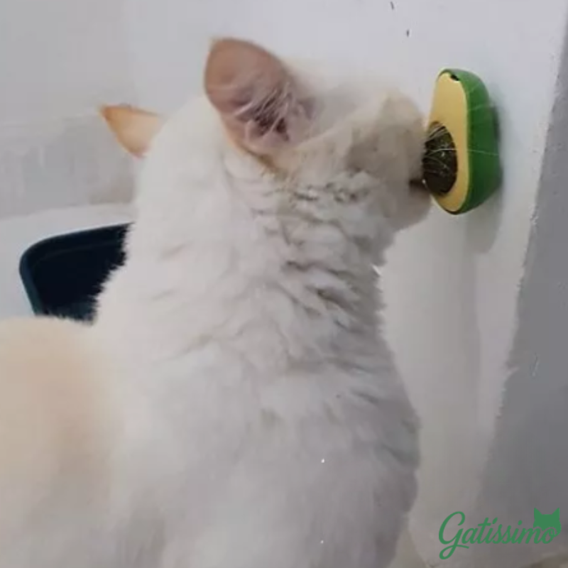 Kit 4 Abacates com Catnip para Gatos