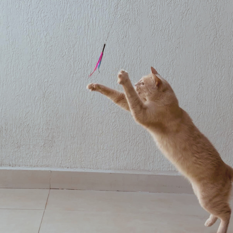Varinha de Caça Interativa com Penas para Gatos