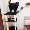 Arranhador Torre 4 Andares para Gatos