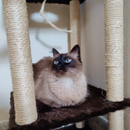 Arranhador Torre 4 Andares para Gatos