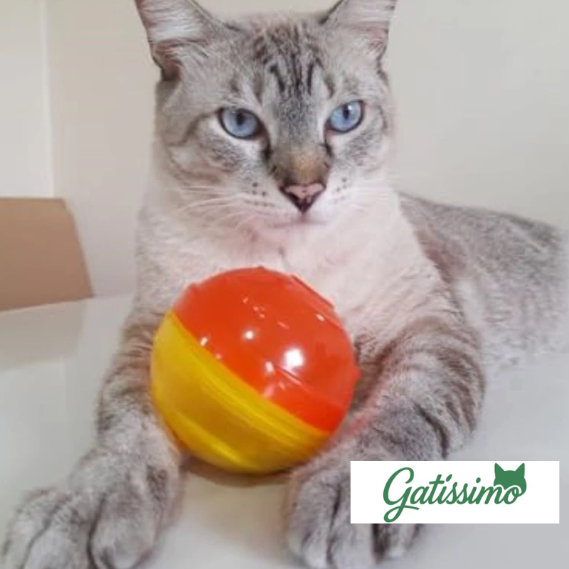 Brinquedo e Comedouro 2 em 1 Para Gato - Gatíssimo